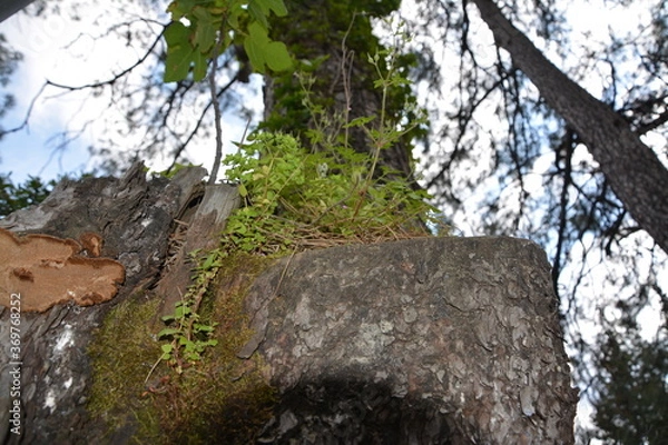 Obraz Plants in the forest.