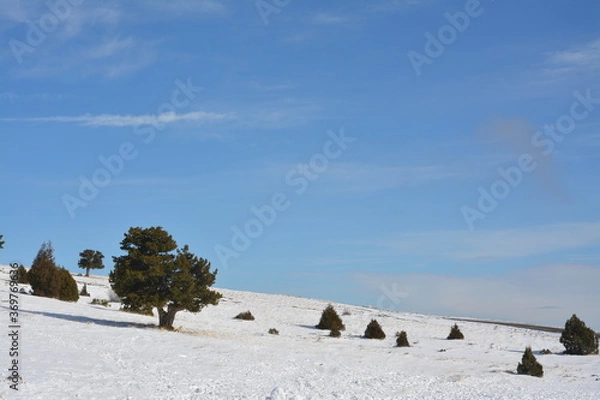 Obraz Three in the snow.