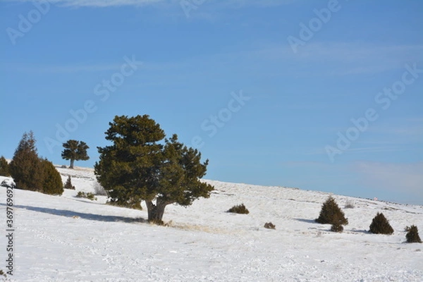 Obraz Three in the snow.