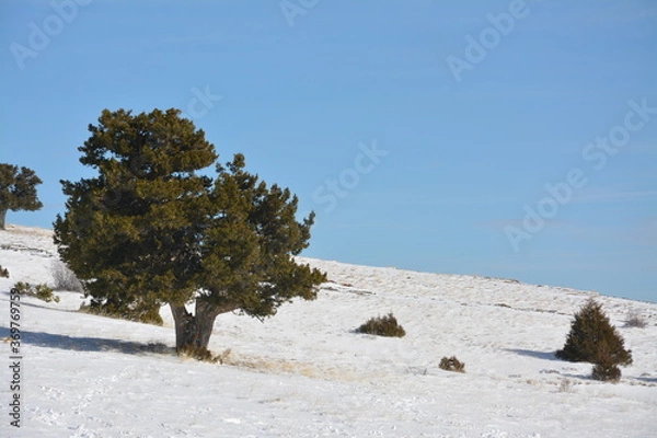 Obraz Three in the snow.