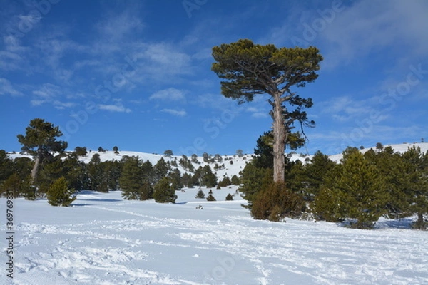 Obraz Three in the snow.