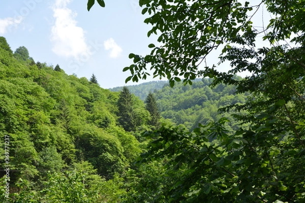 Obraz forest and ountains.