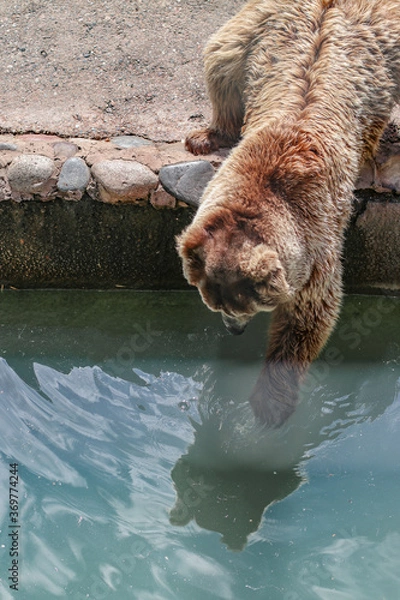 Fototapeta Brown bear