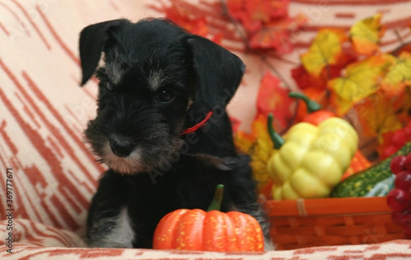 Obraz miniature Schnauzer puppy with pumpkin