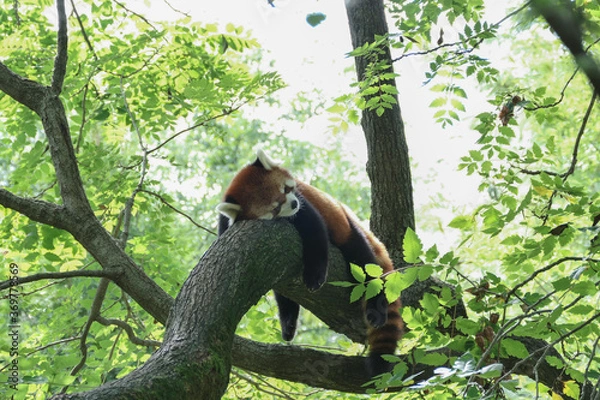 Fototapeta red panda in tree