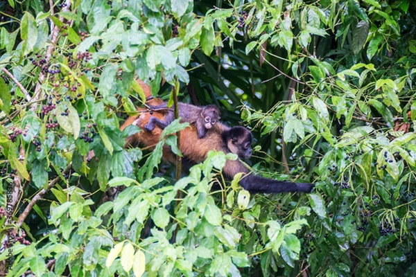Obraz Female spider monkey with baby on the back in the tree tops in the rainforest, Costa Rica
