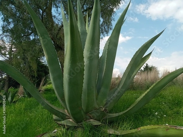 Obraz Maguey, aloe vera
