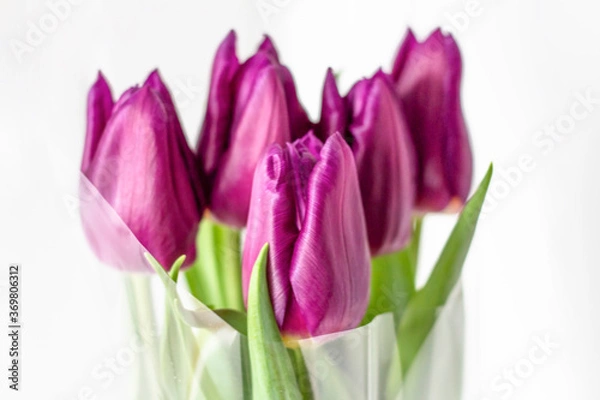 Fototapeta Tulips in a field of tulips. Bright tulips. Colorful tulips flower in the garden. Three beautiful tulips on a white background. copyspace