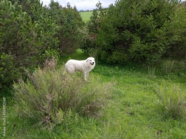 Obraz sheep in the meadow
