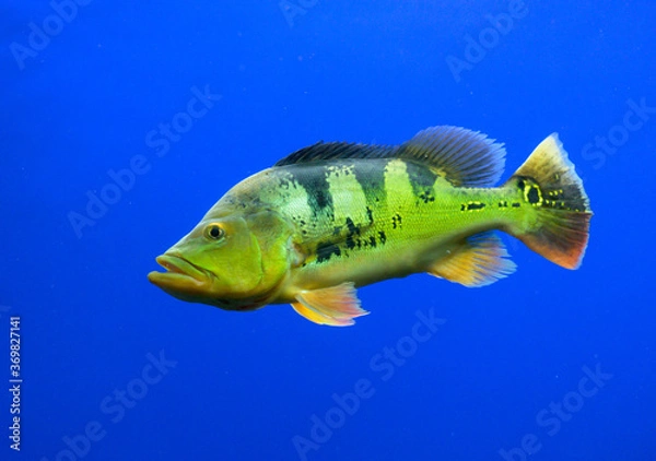 Obraz ピーコックバス・シクリッド・peacock bass（アクアリウム）