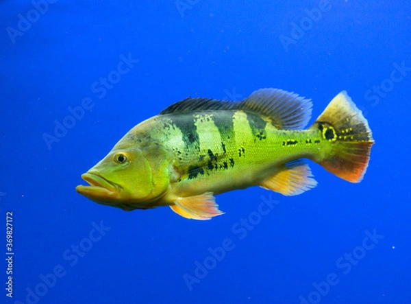 Obraz ピーコックバス・シクリッド・peacock bass（アクアリウム）
