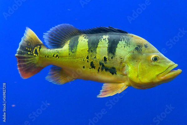 Obraz ピーコックバス・シクリッド・peacock bass（アクアリウム）