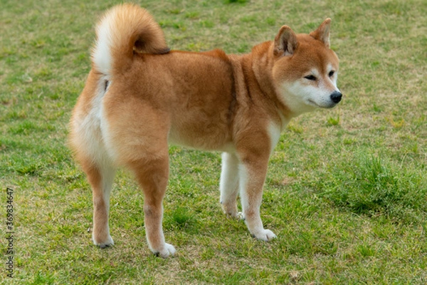 Fototapeta お尻を見せる芝犬