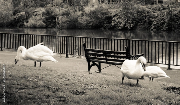 Fototapeta Swans and Bench
