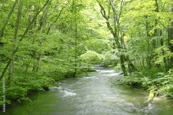 Obraz 新緑の奥入瀬渓流