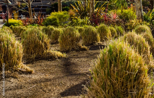 Fototapeta Interesting plants