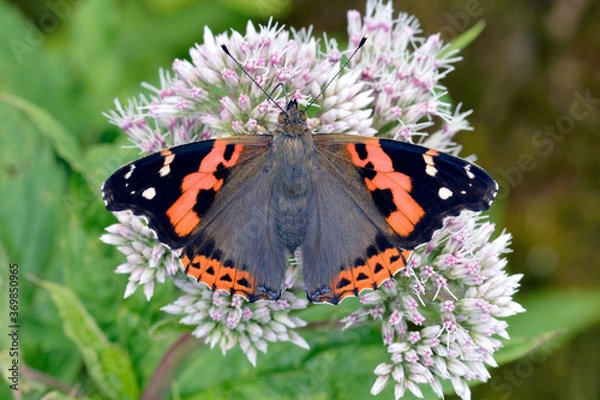 Obraz 吸蜜するアカタテハ（北海道・上川町）