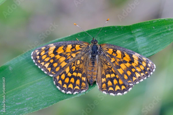 Obraz ウスイロヒョウモンモドキ（岡山県・新見市）