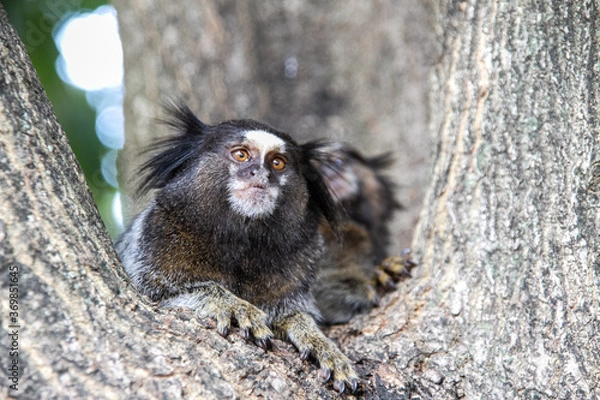 Fototapeta Saguí o mono estrella de Brasil