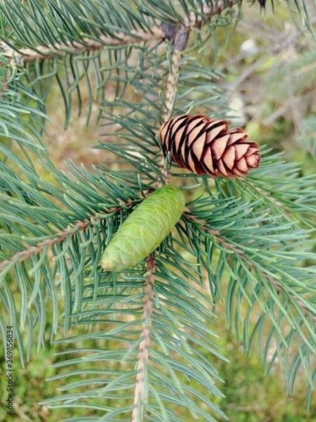 Fototapeta pine cones and needles