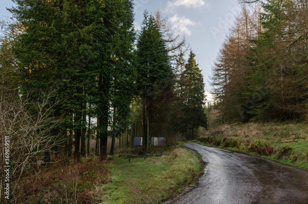 Fototapeta Road Through Forest