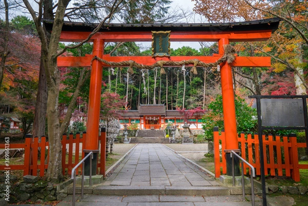 Fototapeta 京都　大原野神社の紅葉