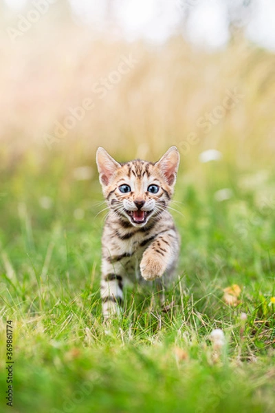 Obraz Bengal kitten outdoors in the grass
