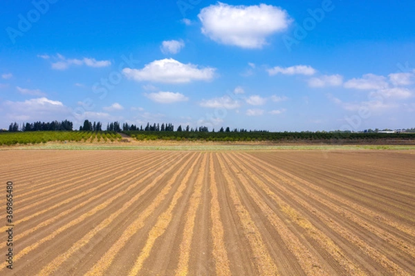 Obraz Rows of dry Almonds ready for picking, with blue cloudy sky in the background.
