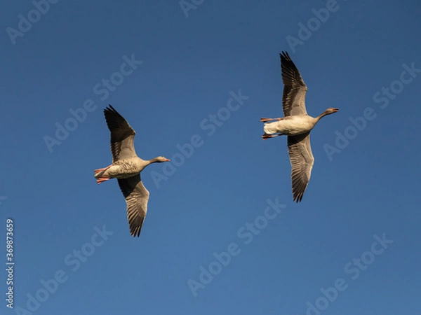 Fototapeta There were hundreds of geese collected for their migration in a wetland. For their late evening dinner they flew to a cornfield close by. Saltfjärden, Espoo, Finland.