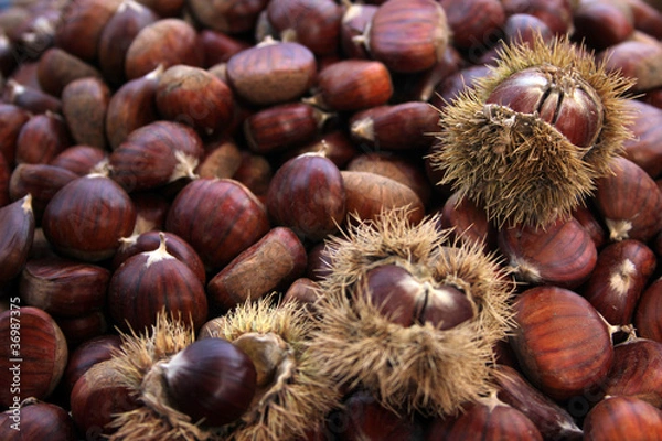 Fototapeta chestnuts
