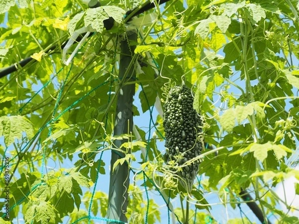 Fototapeta 夏の庭に実ったゴーヤ