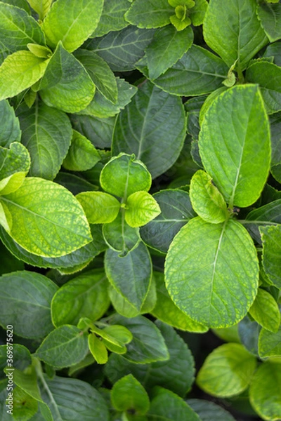 Obraz The green leaf and tree in the garden