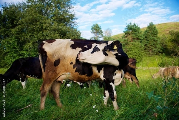 Fototapeta Beautiful cows on a green meadow