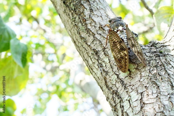 Obraz 木に止まるセミ