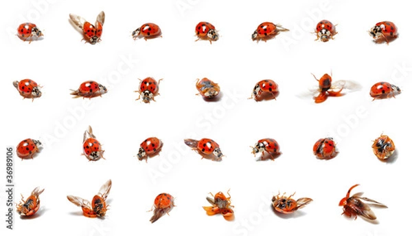 Obraz dużo biedronek