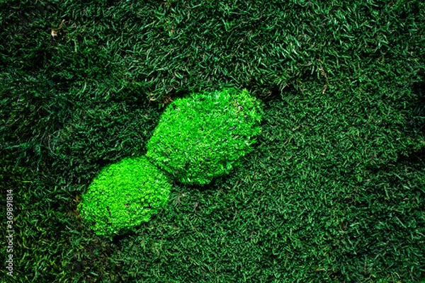 Obraz green grass background