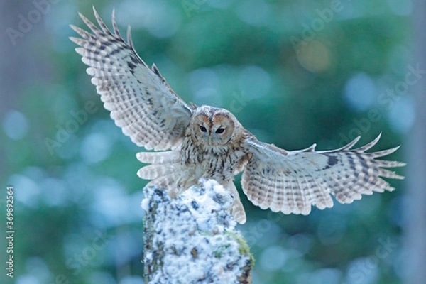 Fototapeta Flying owl in the snowy forest. Action scene with Eurasian Tawny Owl, Strix aluco, with nice snowy blurred forest in background.