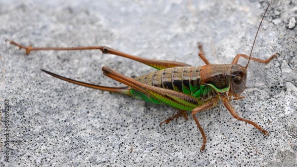 Fototapeta Grasshopper close up