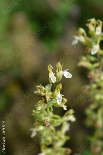 Fototapeta Yellow germander