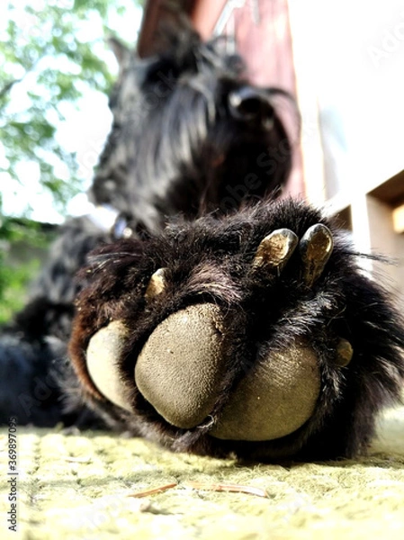 Obraz riesenschnauzer's paw