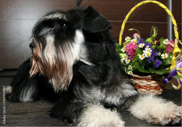 Obraz miniature schnauzer puppy with flower