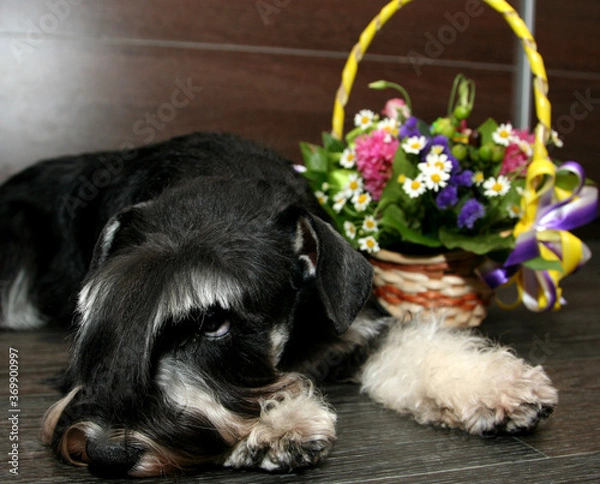 Obraz puppy with flowers