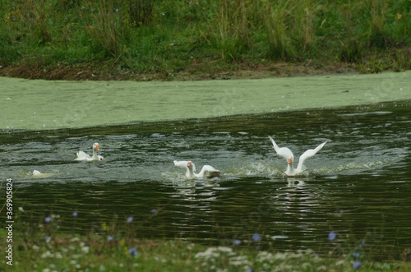 Fototapeta Geese floating in pond in summer