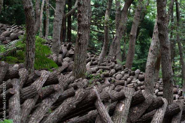 Fototapeta 椎茸の原木栽培