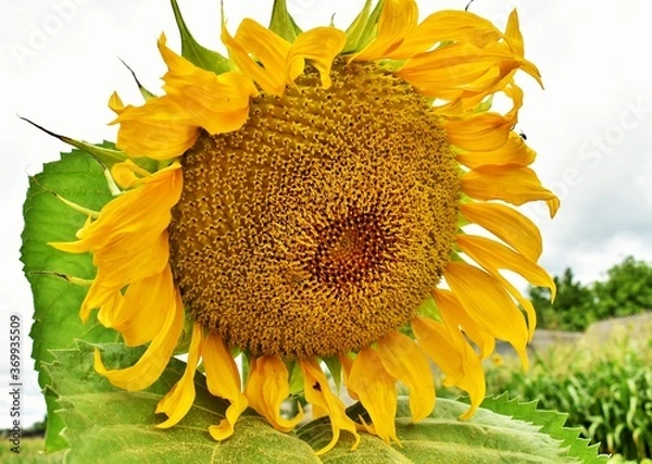 Obraz sunflower with bee
