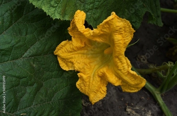 Obraz yellow maple leaf