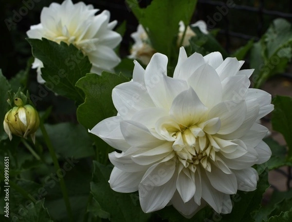 Obraz white dahlia flower