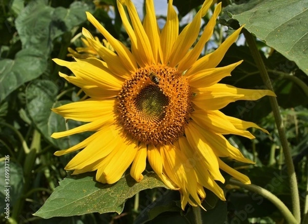 Obraz sunflower and bee