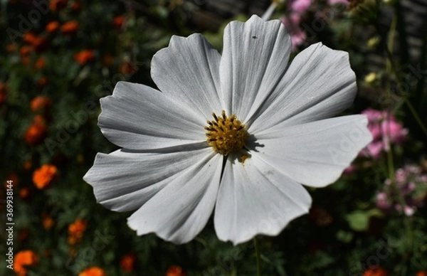 Obraz pink and white flower