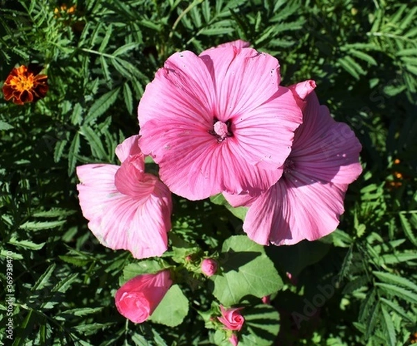 Obraz pink hibiscus flower